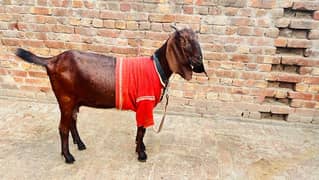 Nagri Bakri 4 dant Pregnant