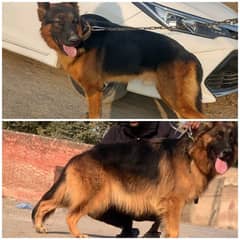 Pair of German Shepherd Urgent sale with family issue 03261921523