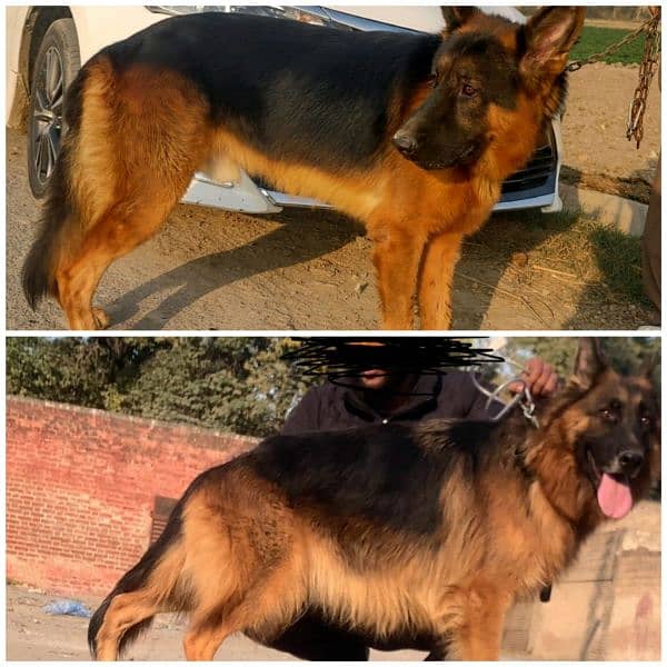 Pair of German Shepherd Urgent sale with family issue 03261921523 1