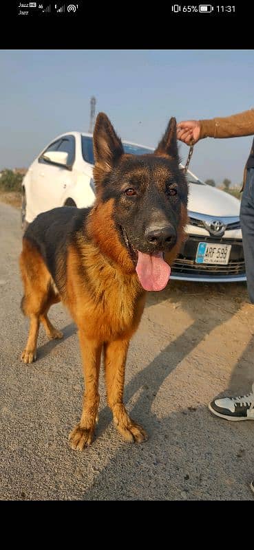 Pair of German Shepherd Urgent sale with family issue 03261921523 2