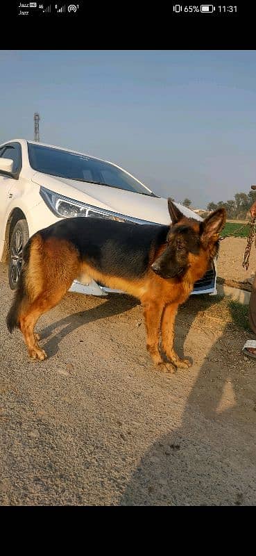 Pair of German Shepherd Urgent sale with family issue 03261921523 4