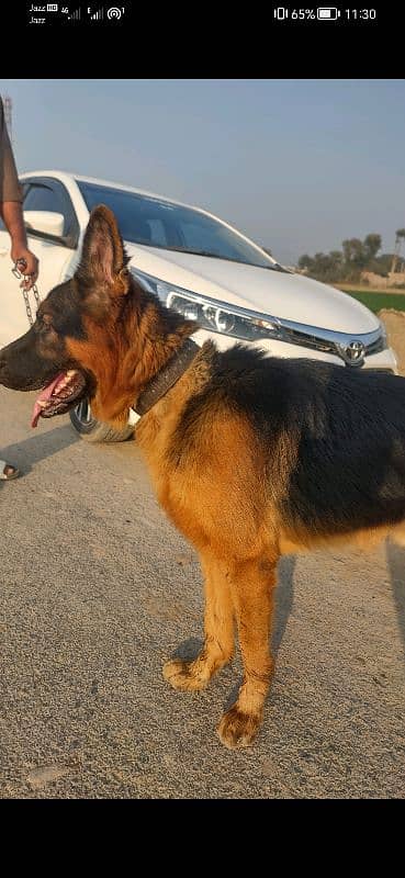 Pair of German Shepherd Urgent sale with family issue 03261921523 5