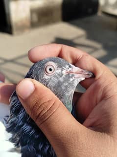 Pigeon