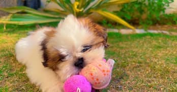 shihtzu