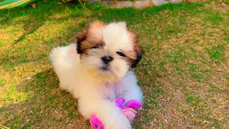 shihtzu 1