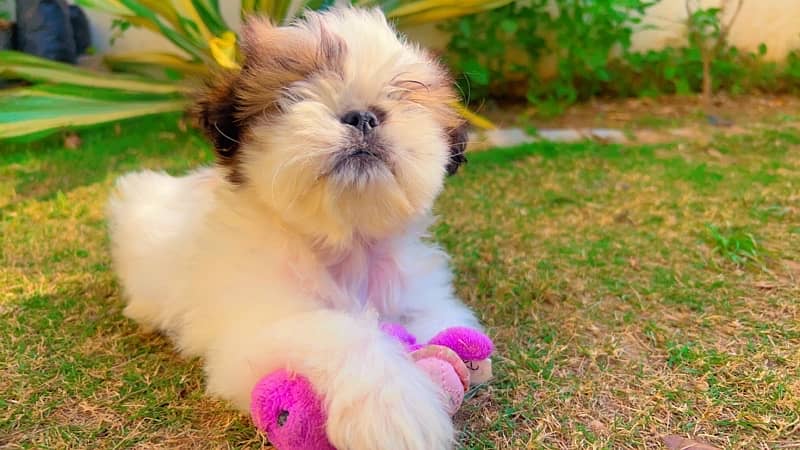 shihtzu 2