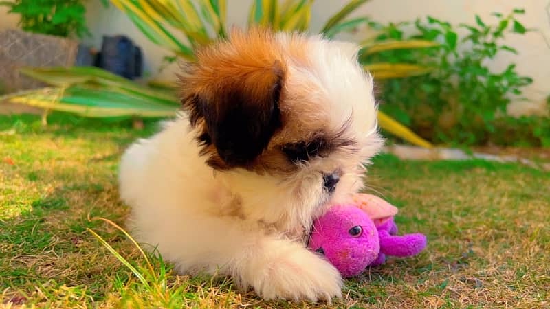 shihtzu 3