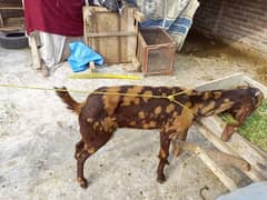 female bakri for sale