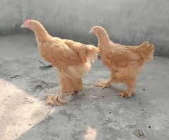 Golden buff chicks