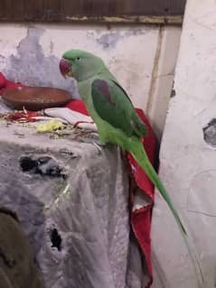 raw parrot hande tame for sale 03024088918