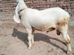 Pure kajla dumba | Chatra | Sheep | Goat | Dumba