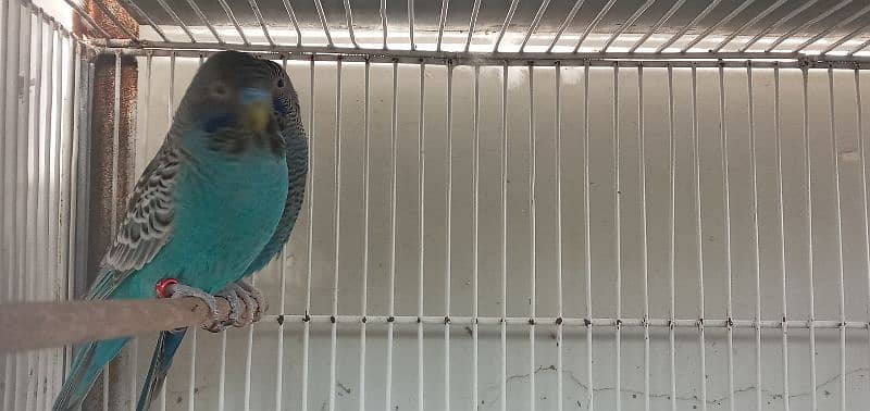 Black face budgie 1