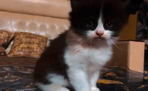 black or white kitten baby face cat