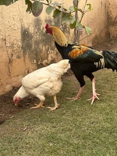 Aseel Murgha Murgi for sale(egg laying)