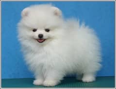 Pomeranian