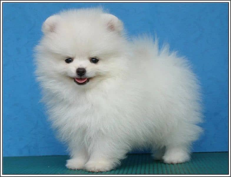 Pomeranian puppies 03361777030 0