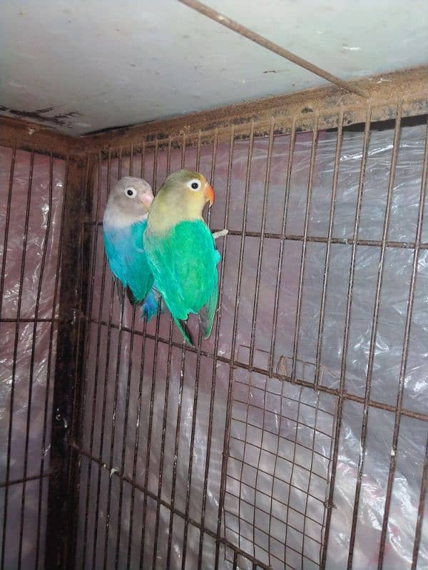 Love birds Pair 0