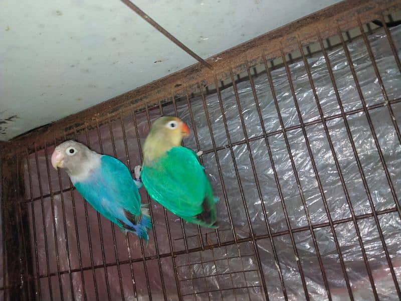 Love birds Pair 1