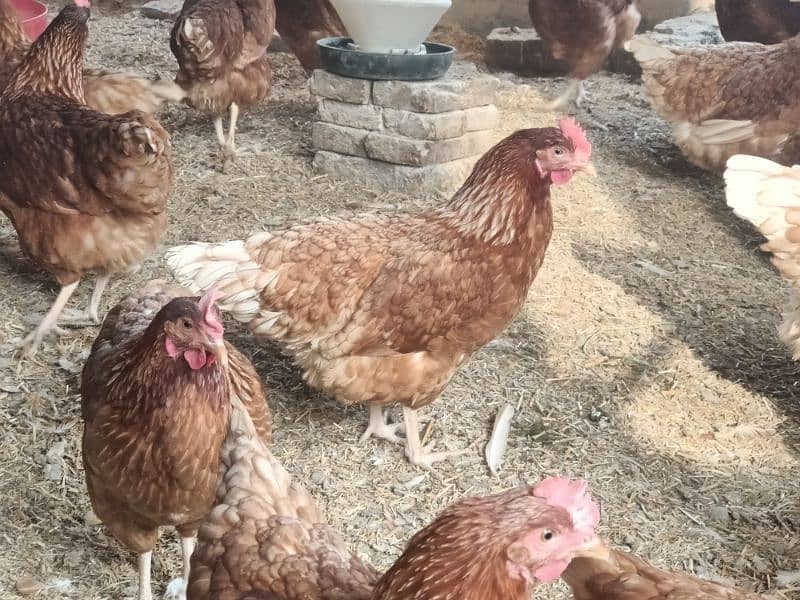 8 month female hens (Egg producing) 0