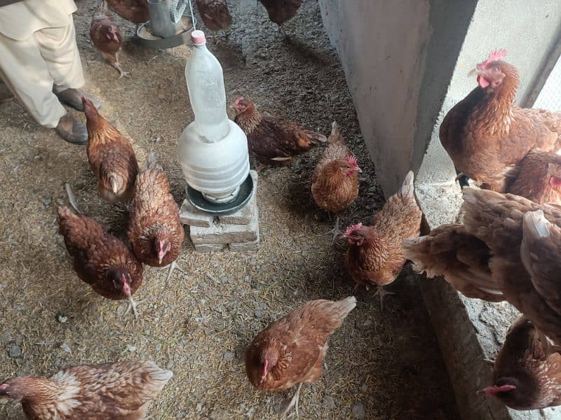 8 month female hens (Egg producing) 1