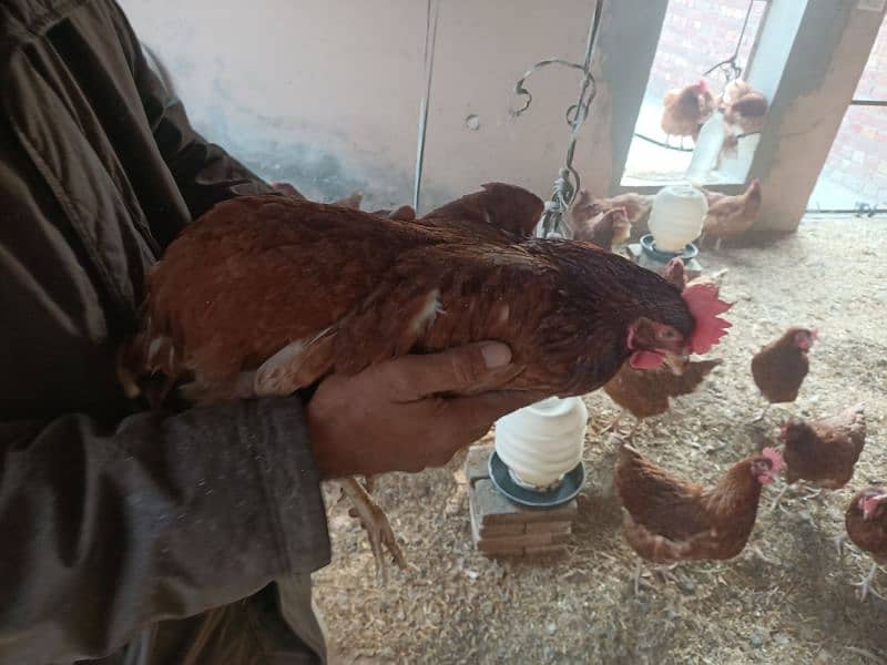 8 month female hens (Egg producing) 3