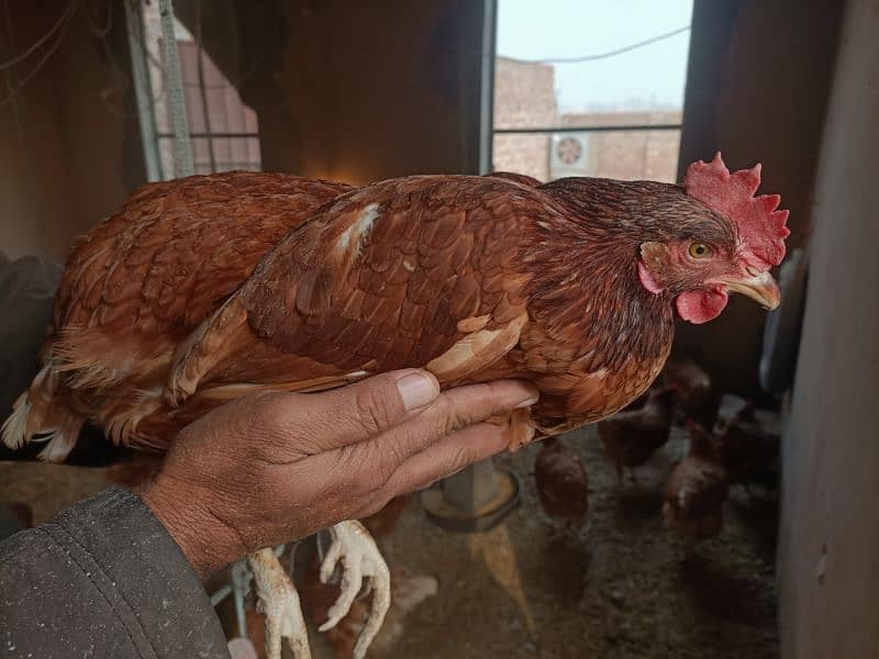 8 month female hens (Egg producing) 4