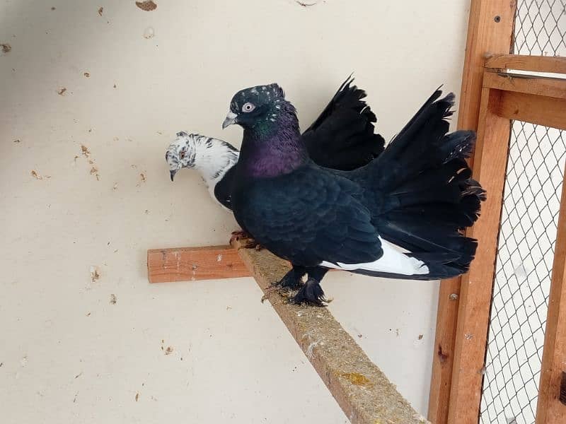 fancy pigeon 1