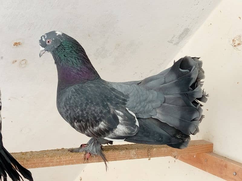 fancy pigeon 2