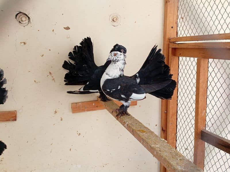 fancy pigeon 3