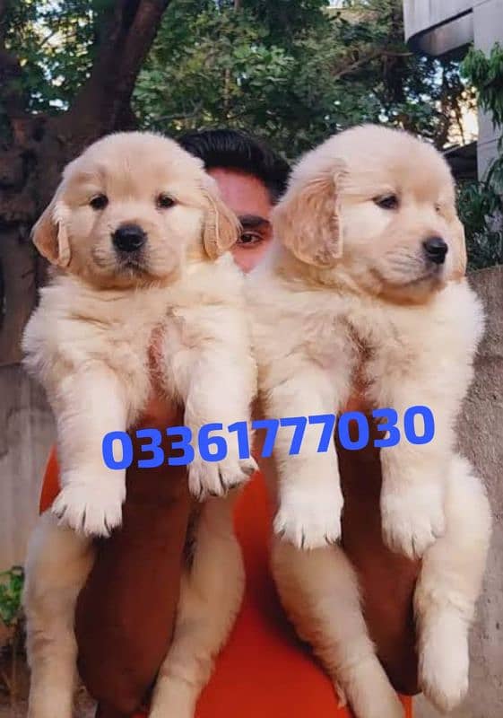 golden retriever puppies 03361777030 0