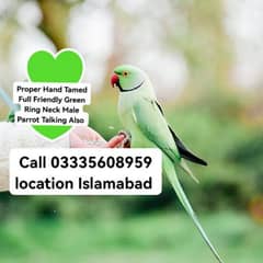 Proper Hand Tamed Full Friendly Green Ring Neck Male Parrot Jumbo Size