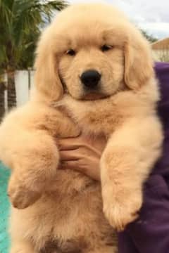 golden retriever puppies 03361777030