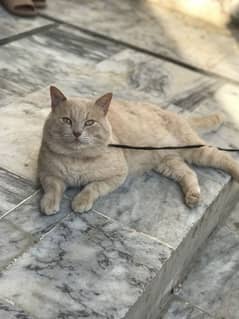 bretish cat male urgent sale