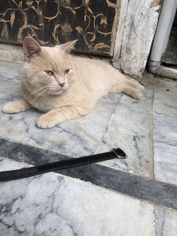 bretish cat male urgent sale 2