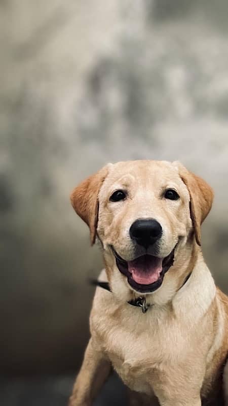 Pure Female labrador 8 months 0