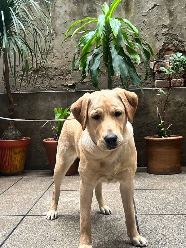 Pure Female labrador 8 months 2