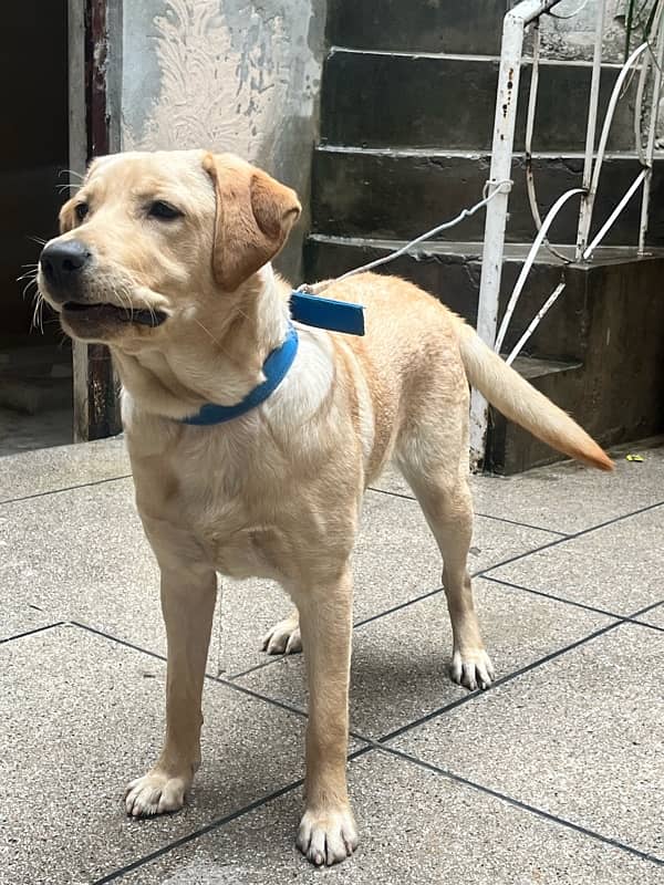 Pure Female labrador 8 months 3