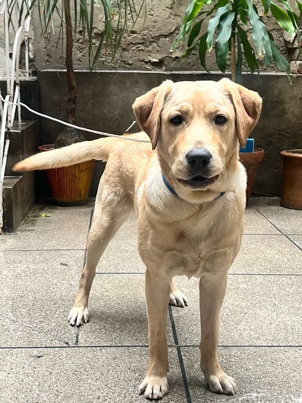 Pure Female labrador 8 months 4