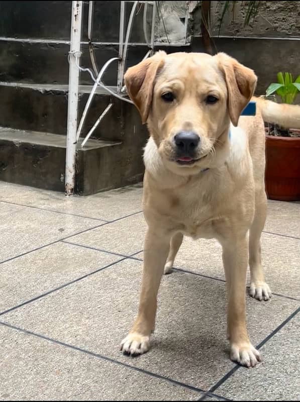 Pure Female labrador 8 months 5