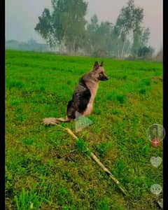 Belgium Shepherd