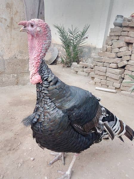 Turkish murgh 2