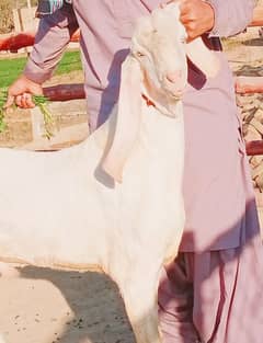 desi Bakra for sale/03704685463