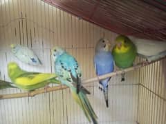 Budgie parrot for sale