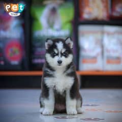 Husky Puppy | Siberian Wooly Coat Husky