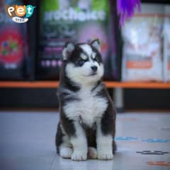 Husky Puppy | Siberian Wooly Coat Husky