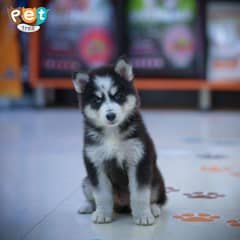 Husky Puppy | Siberian Wooly Coat Husky