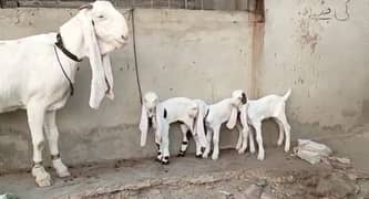 gulabi Bakri for sale/03704685463