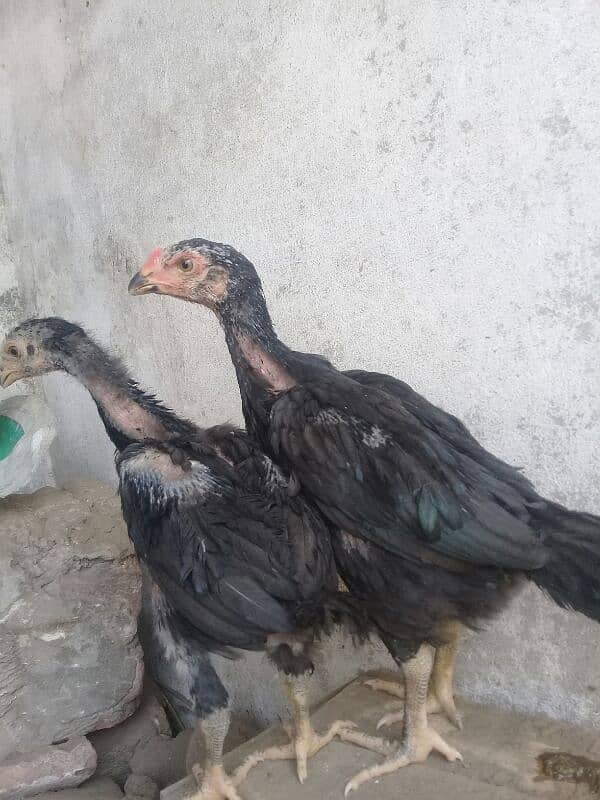 Black king shamo pair 03044732705 4