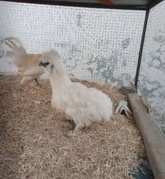 Fancy Hen For Sale