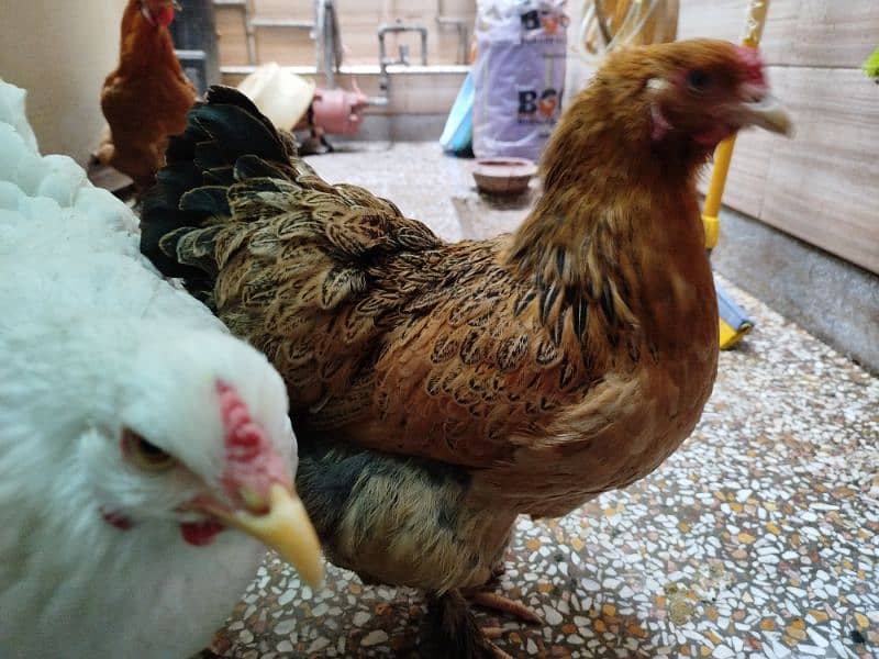 Healthy buff and brahma hen 2